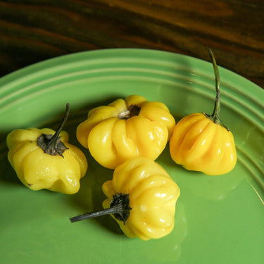 Yellow Brazilian Starfish Pepper Seeds - The Pepper Pantry (Formerly Marie Sharp's)